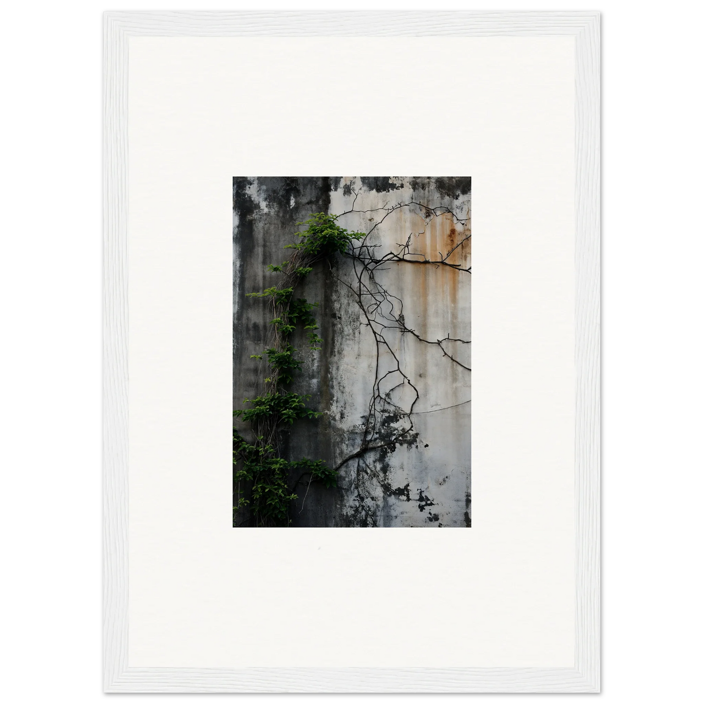 Framed canvas print of a weathered wall with vines for cool Urban Tango room decoration