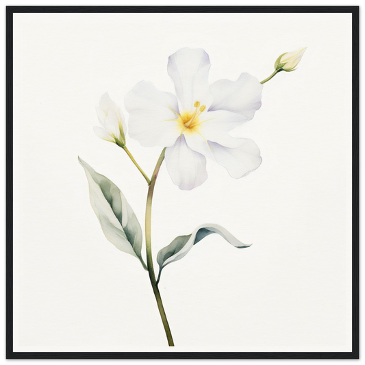 Delicate white flower with five petals and a yellow center on a slender green stem.